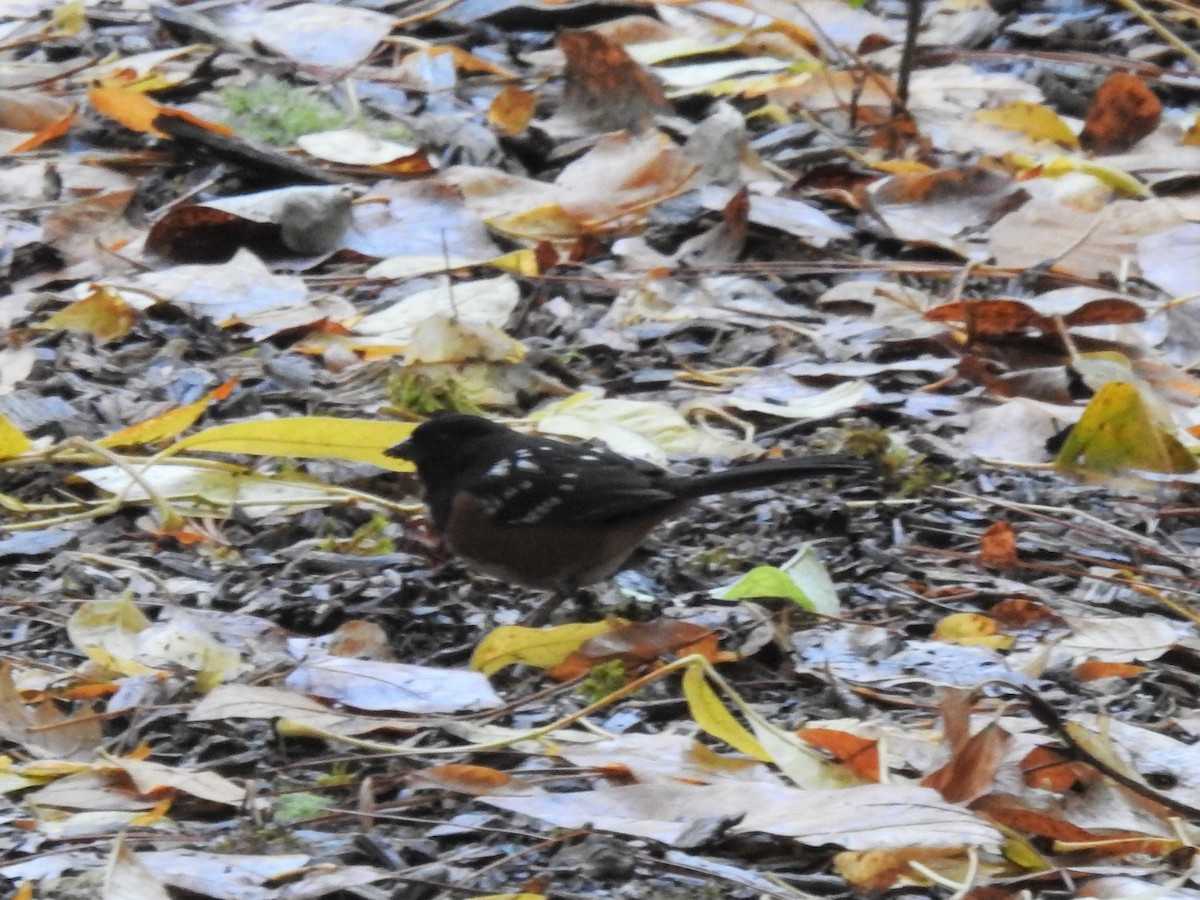 Spotted Towhee - ML501681261