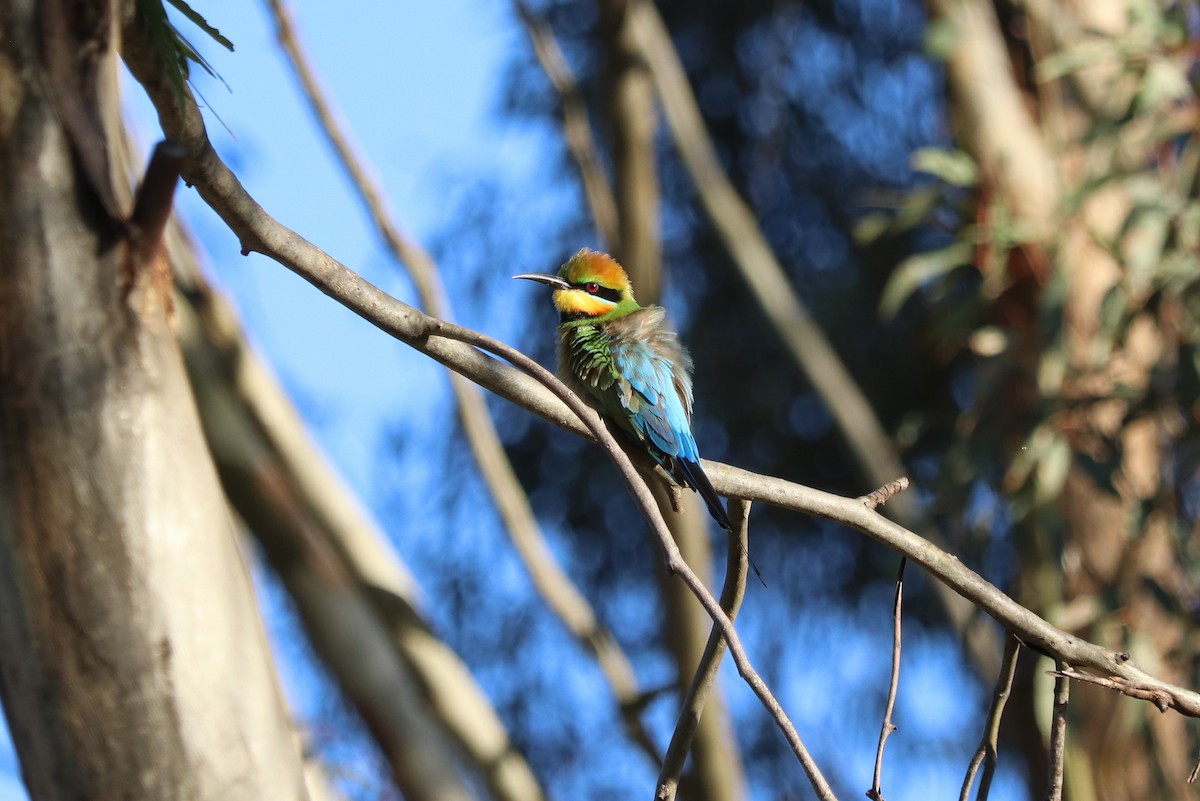 Rainbow Bee-eater - James Cornelious