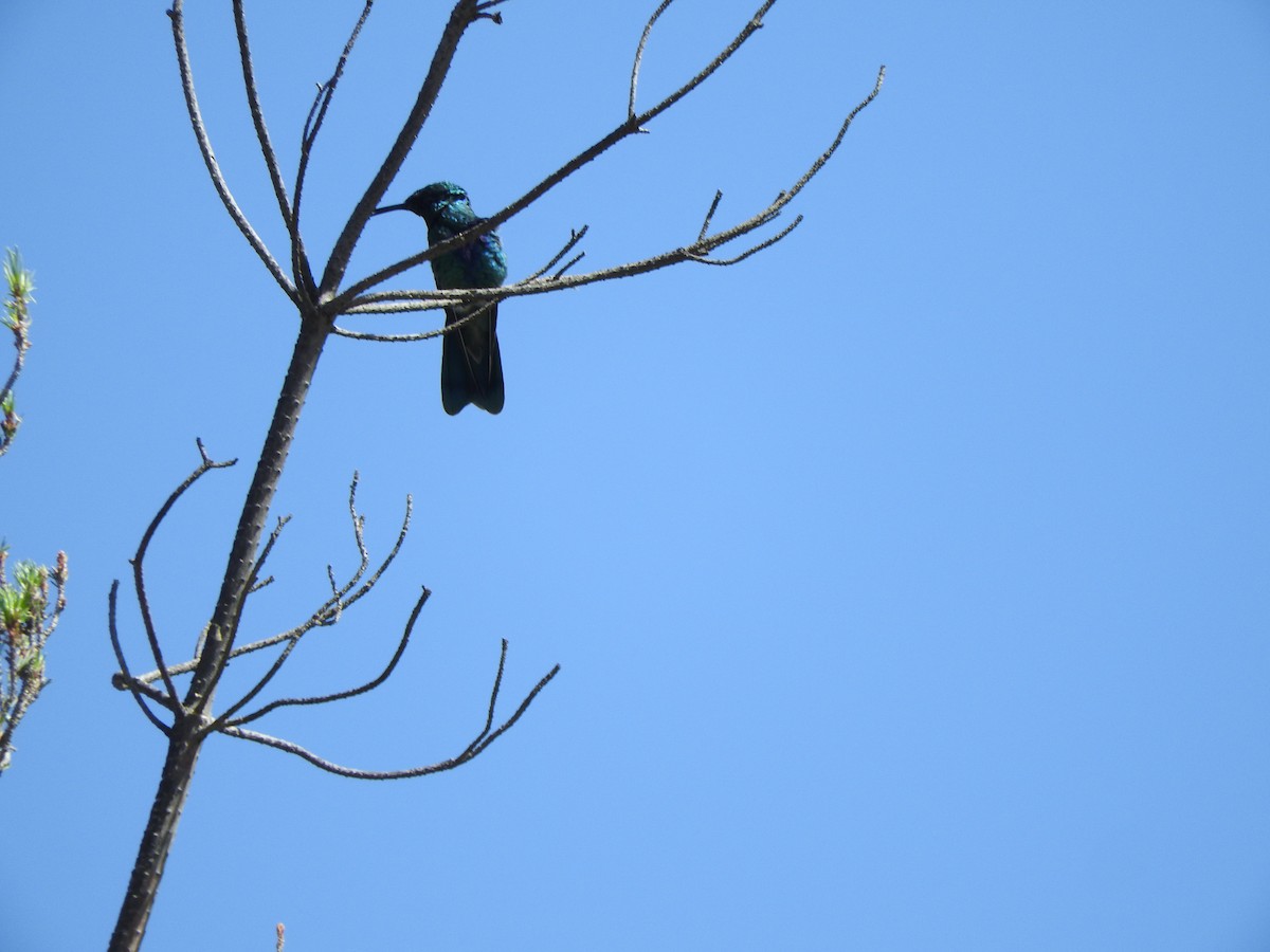 kolibřík modrolící - ML501693891