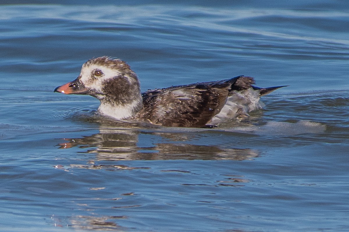 Long-tailed Duck - ML50169601