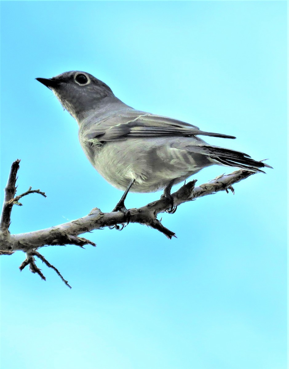 Townsend's Solitaire - ML501710201