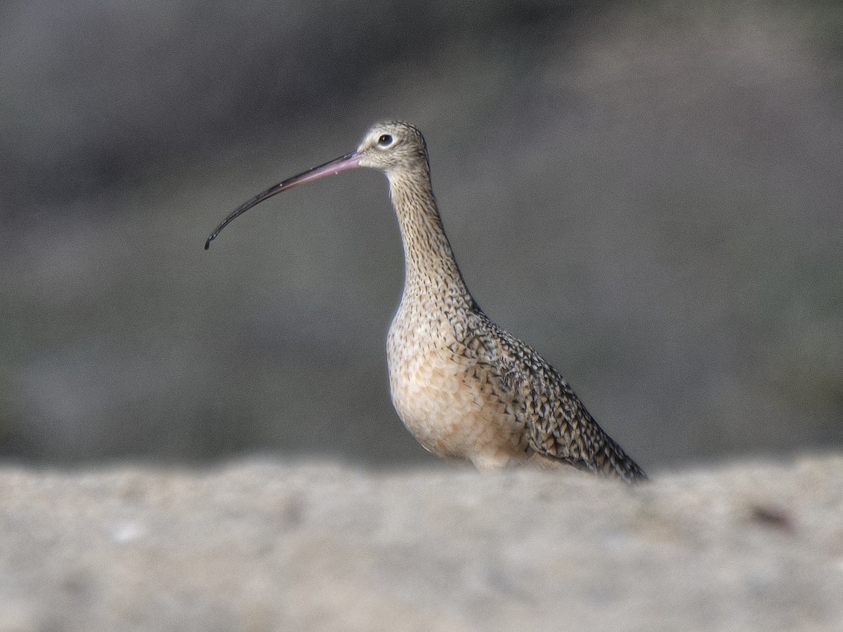 Long-billed Curlew - ML501711811