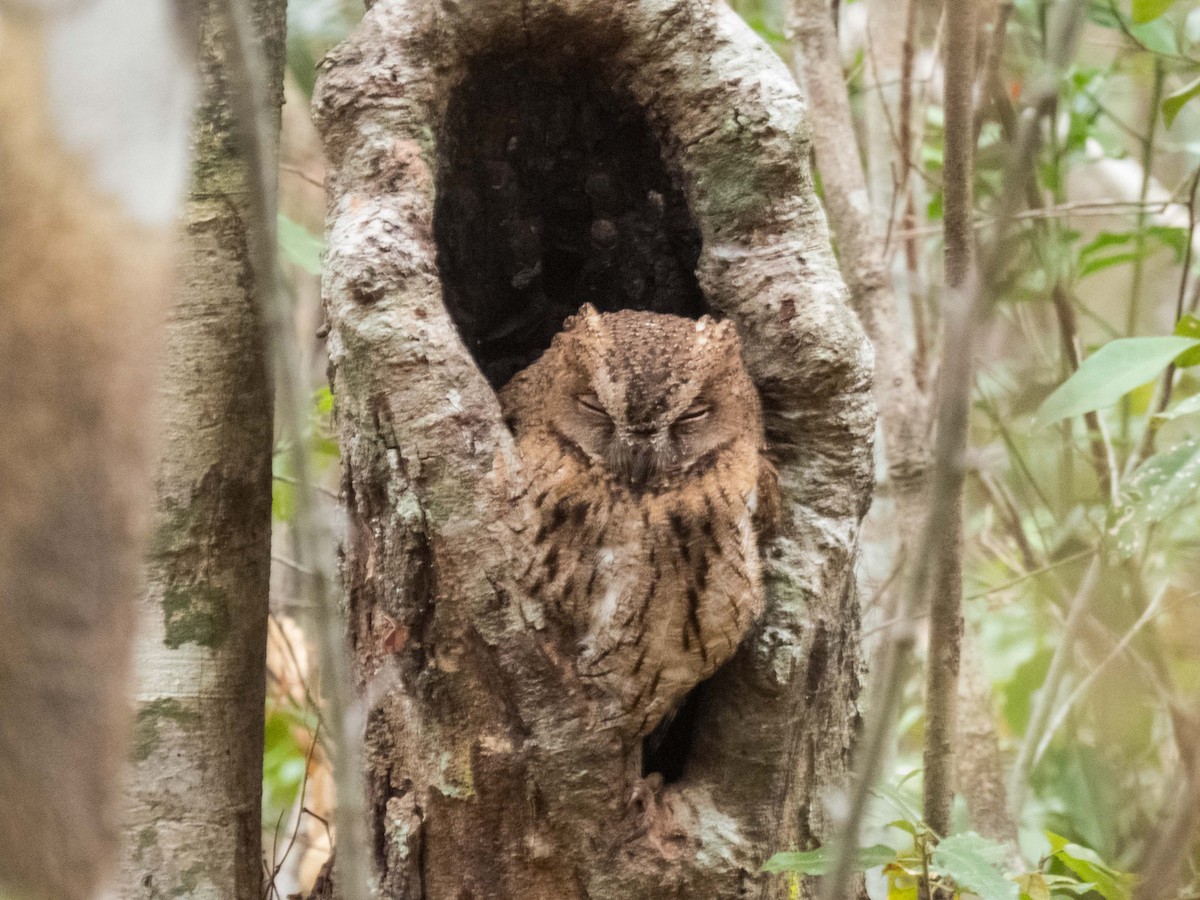 Madagascar Scops-Owl (Torotoroka) - ML50171471