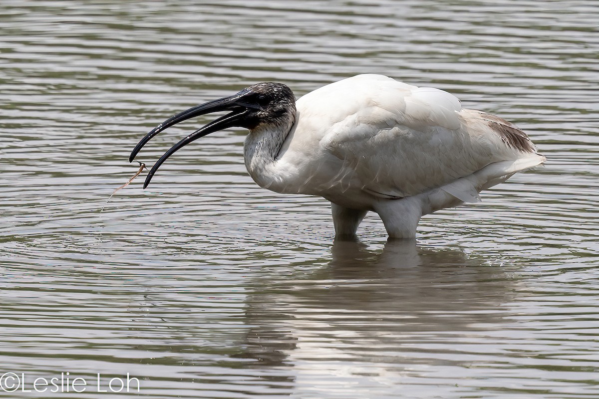 ibis černohlavý - ML501715981