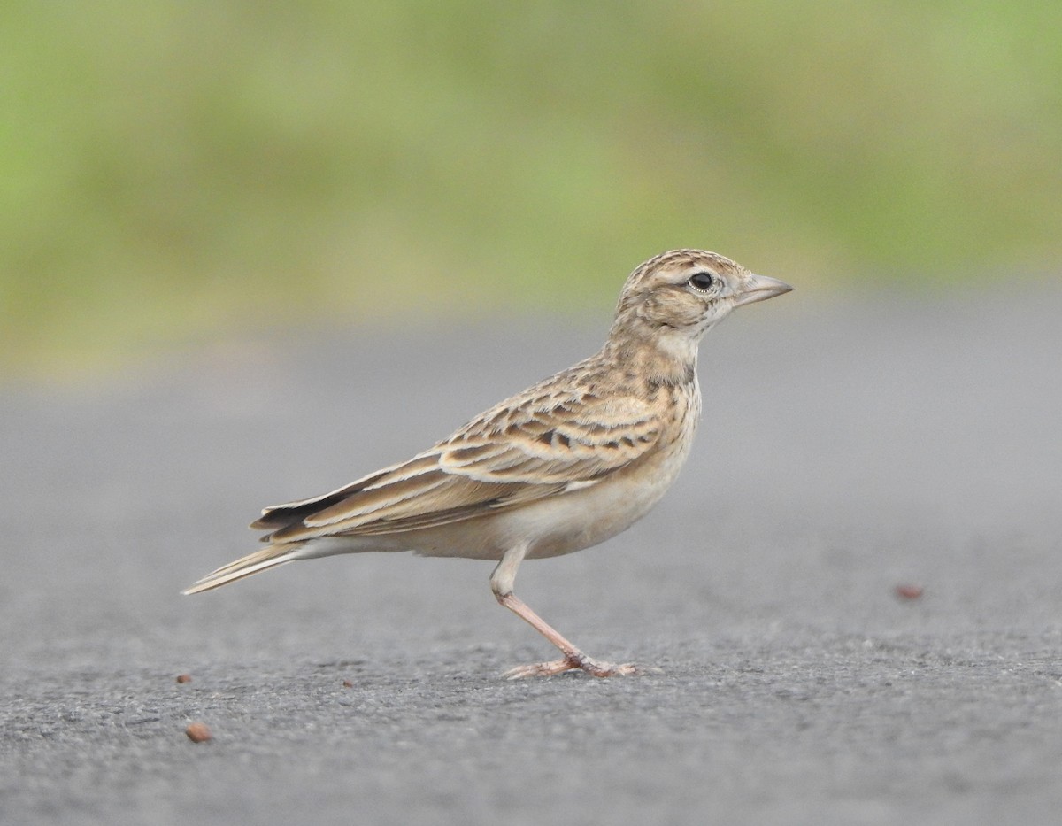 Mongolian Short-toed Lark - ML501718221