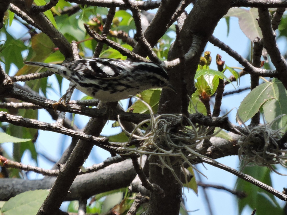 Black-and-white Warbler - ML50172121
