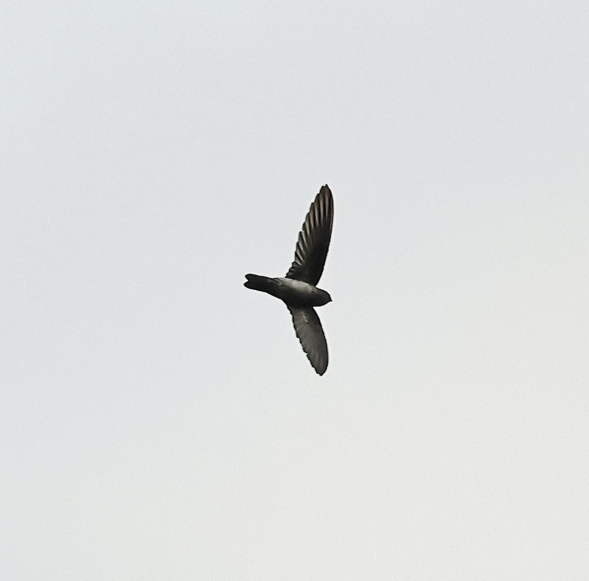 Black-nest Swiftlet - ML501723051
