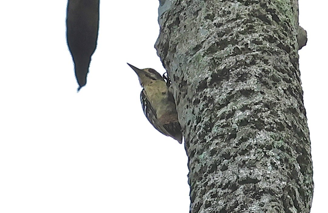 Freckle-breasted Woodpecker - ML501723511