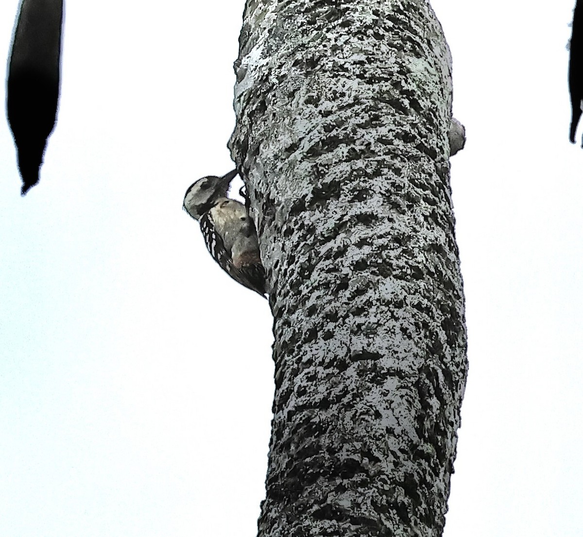 Freckle-breasted Woodpecker - ML501723621