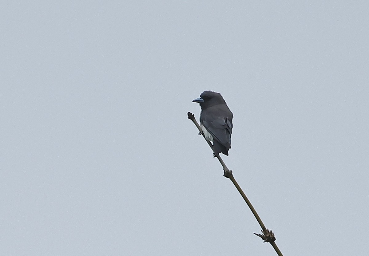 White-breasted Woodswallow - ML501724051