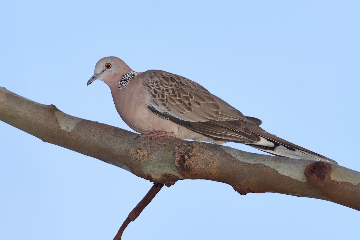 Spotted Dove - ML501726291