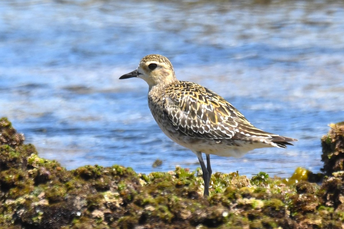 ebird-checklist-8-nov-2022-boat-harbour-kurnell-11-species