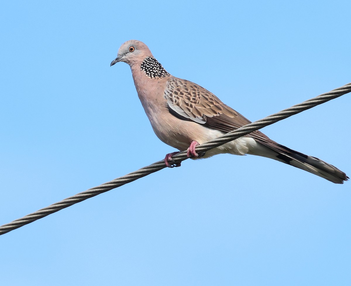 Spotted Dove - ML501729871