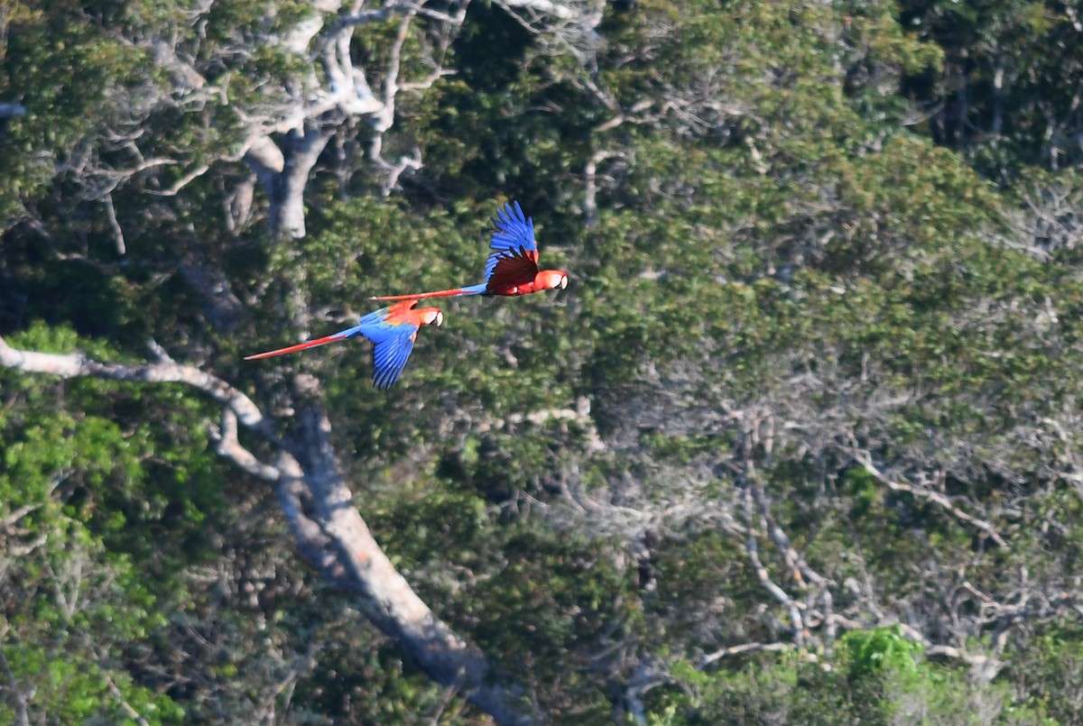 Scarlet Macaw - ML501732611