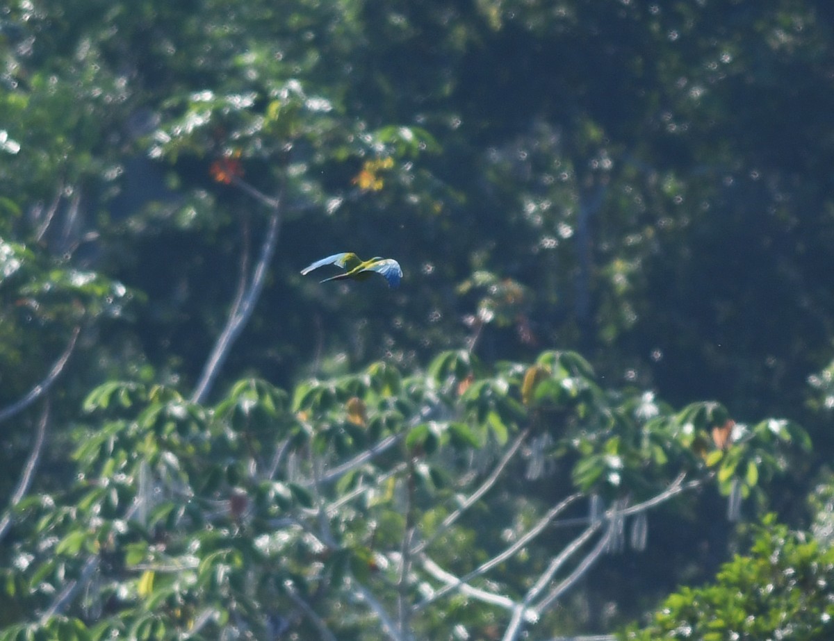 Blue-headed Macaw - ML501732731