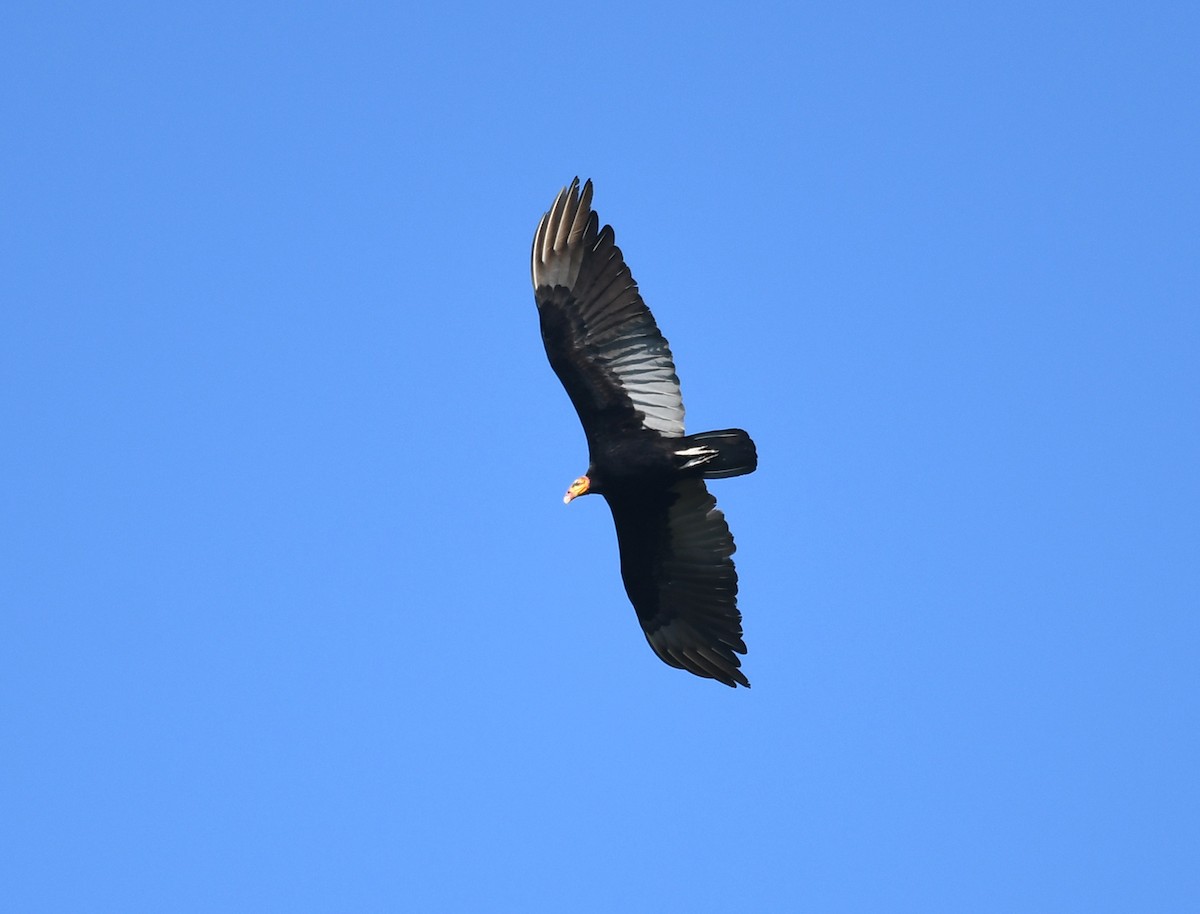 Greater Yellow-headed Vulture - ML501733021
