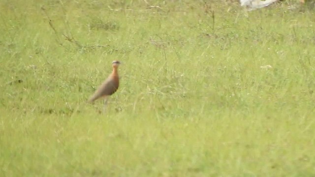Indian Courser - ML501737661