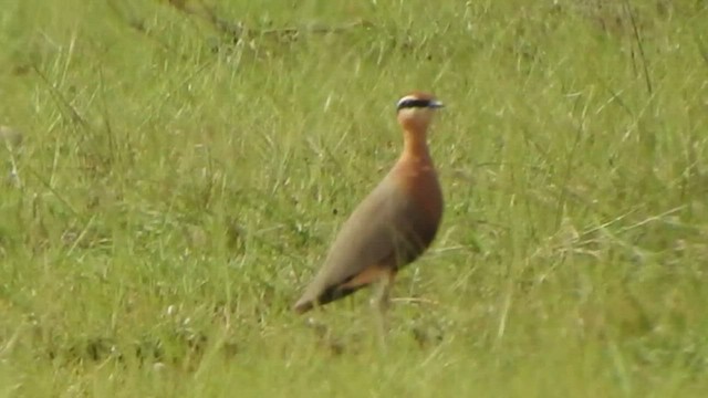 Indian Courser - ML501737841