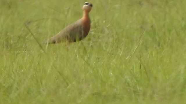 Indian Courser - ML501738001