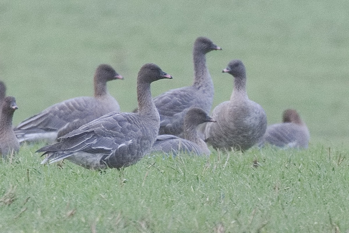 Pink-footed Goose - ML501742171