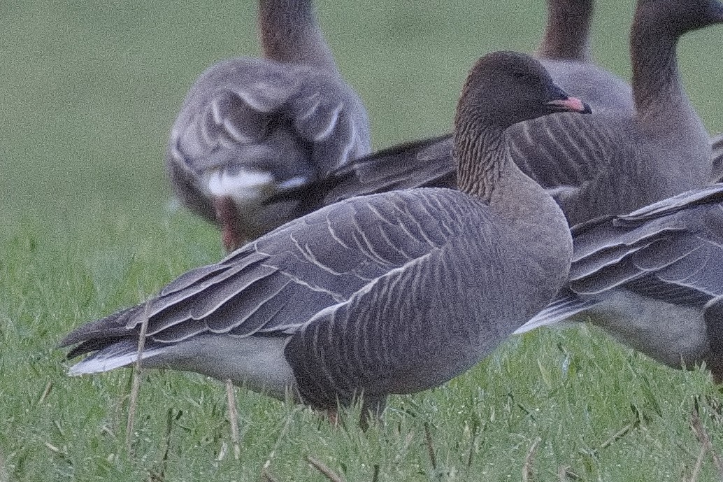 Pink-footed Goose - ML501742191