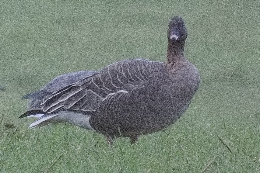 Pink-footed Goose - ML501742221