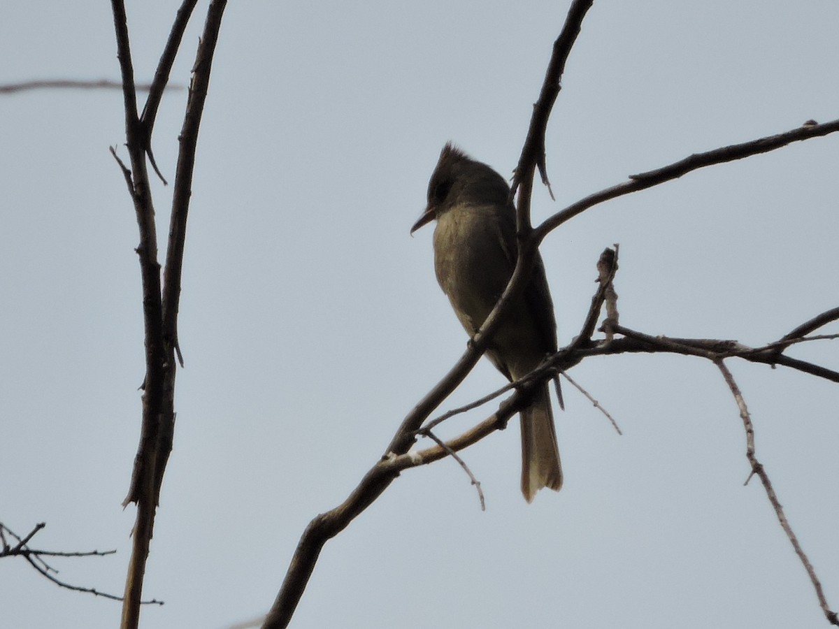 Greater Pewee - ML50174651