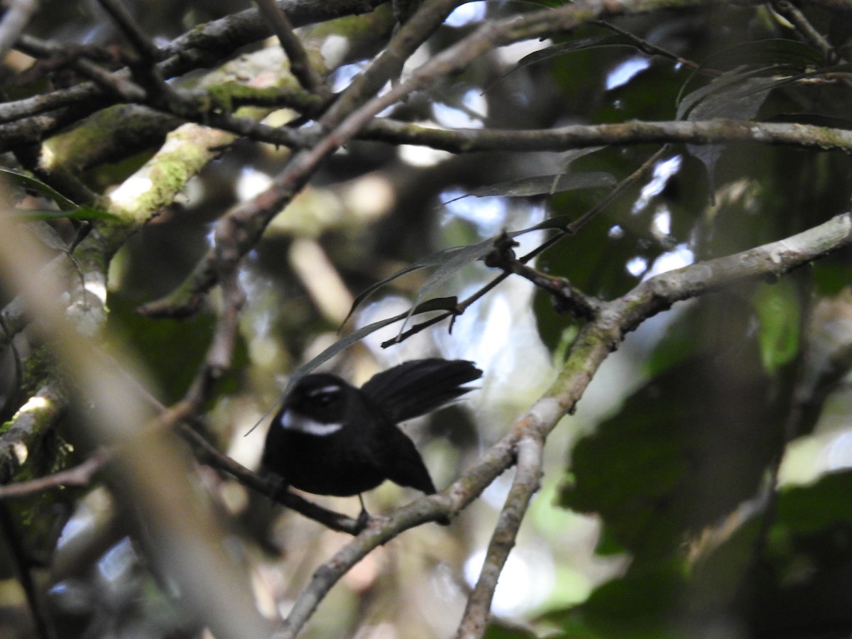 White-throated Fantail - ML501750571