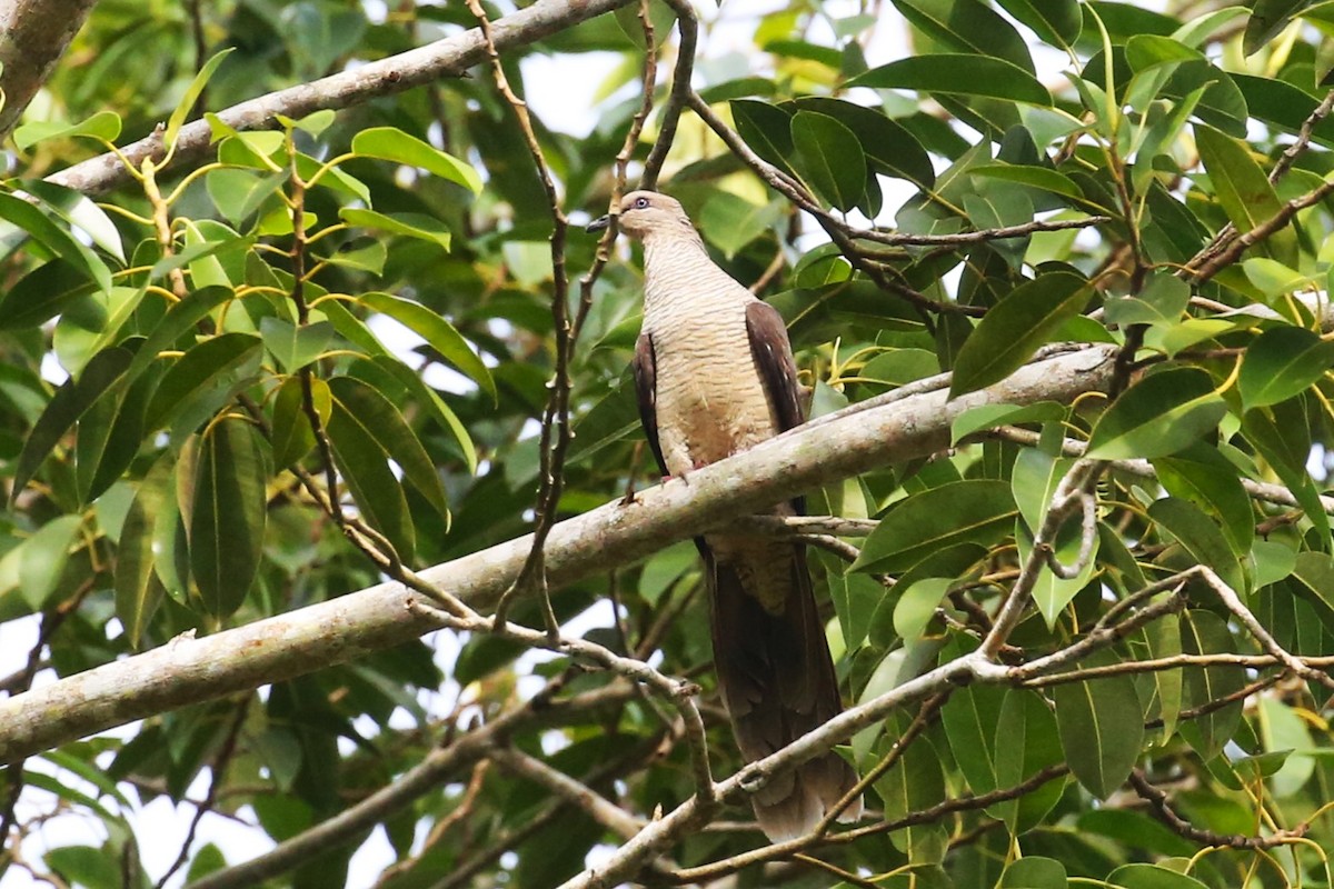 Flores Sea Cuckoo-Dove - ML501757951