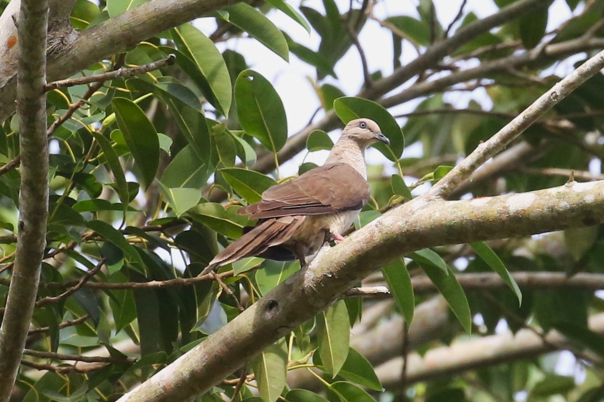 Flores Sea Cuckoo-Dove - ML501757961