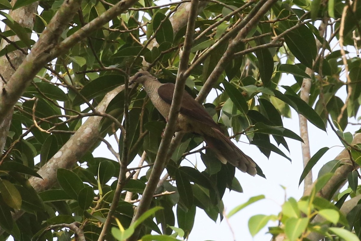 Flores Sea Cuckoo-Dove - ML501757981