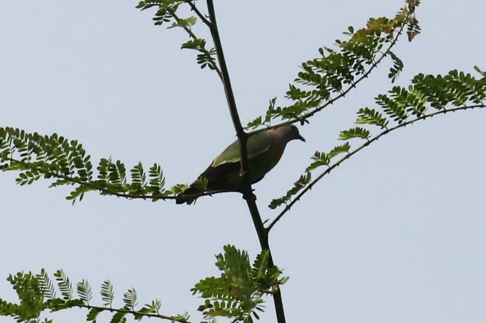 Pink-necked Green-Pigeon - ML501758041