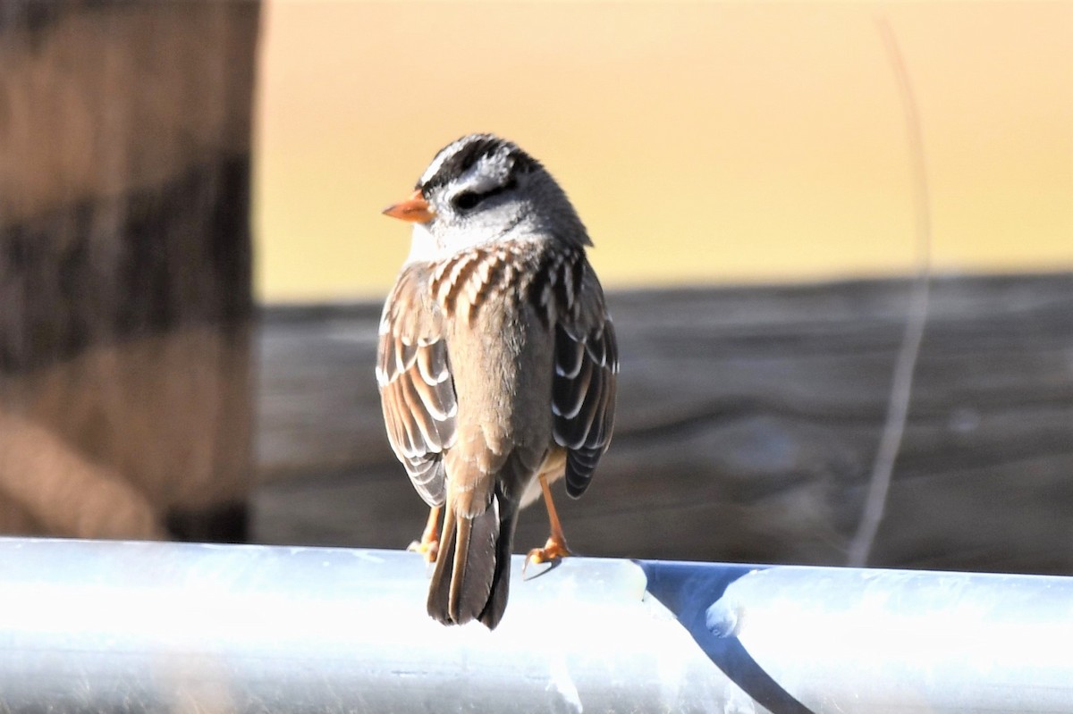 White-crowned Sparrow - ML501759751