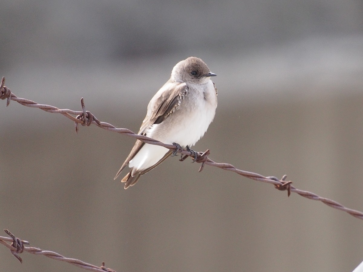 Northern Rough-winged Swallow - ML50176151
