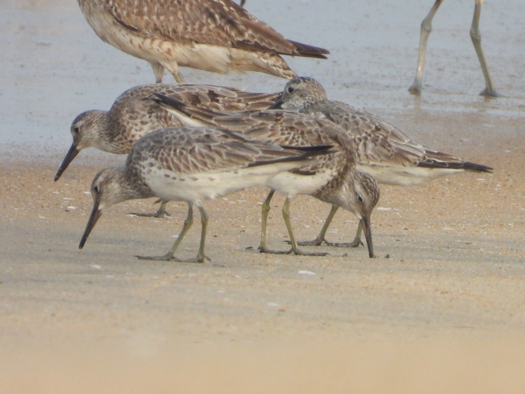Great Knot - ML501762051