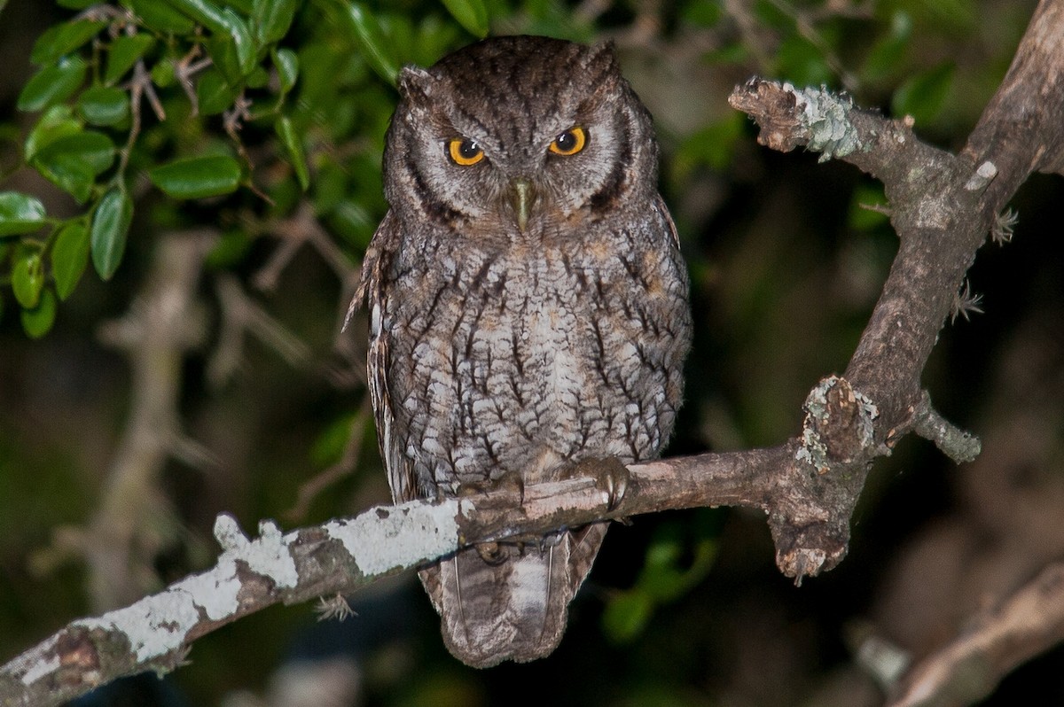 Tropical Screech-Owl - NINO ANCHERAMA