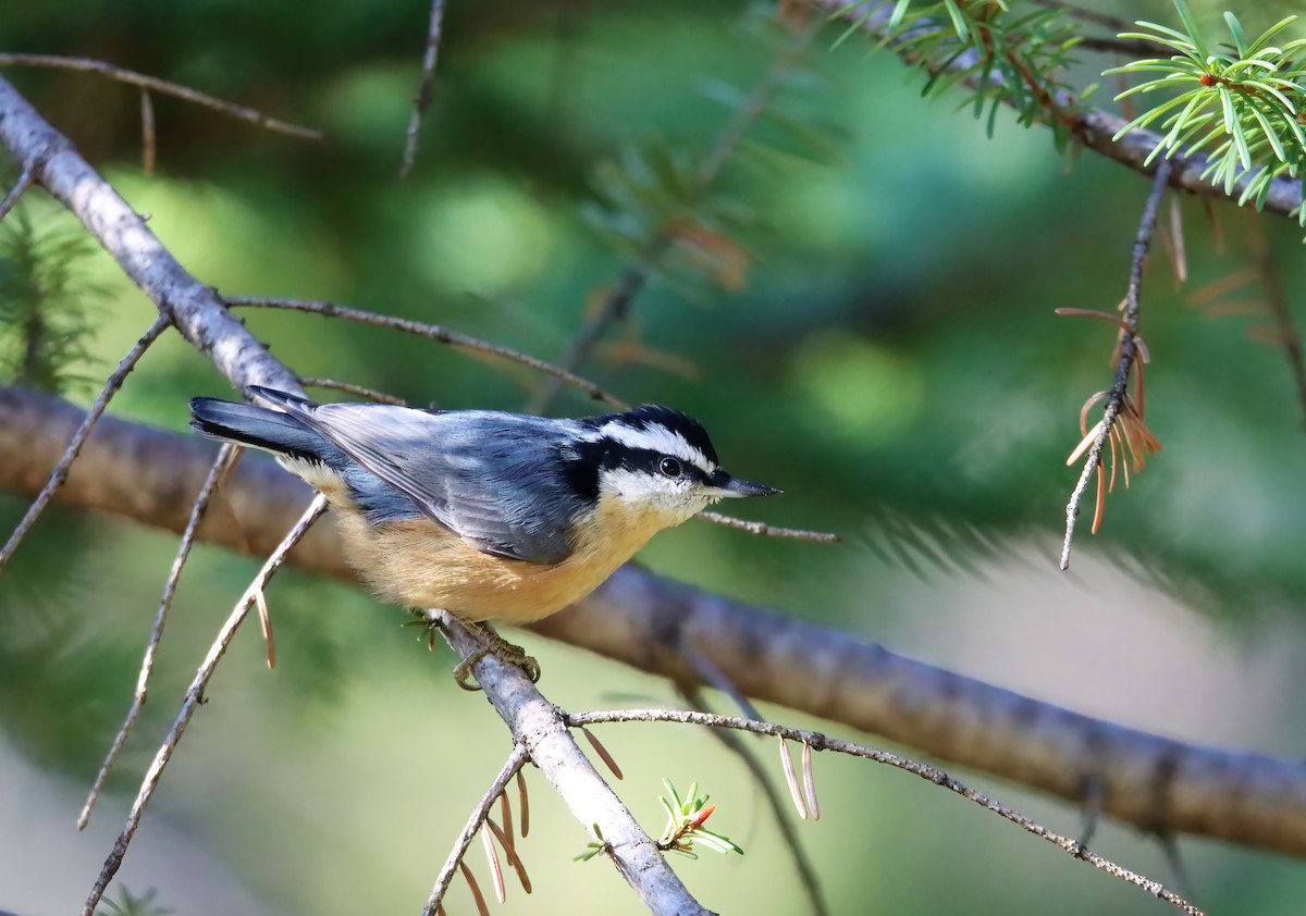 Red-breasted Nuthatch - ML501770311
