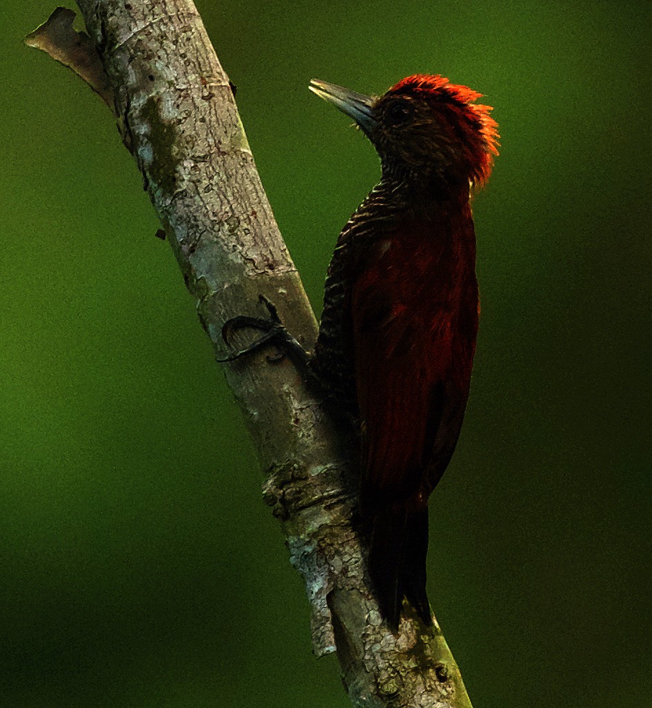 Blood-colored Woodpecker - ML501773691