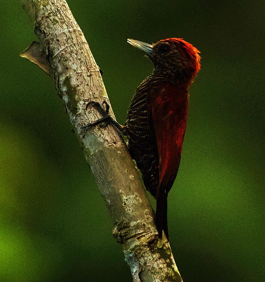 Blood-colored Woodpecker - ML501773701
