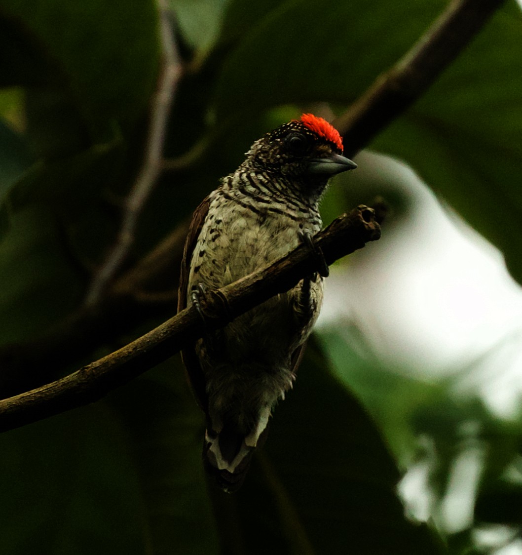White-bellied Piculet - ML501774181