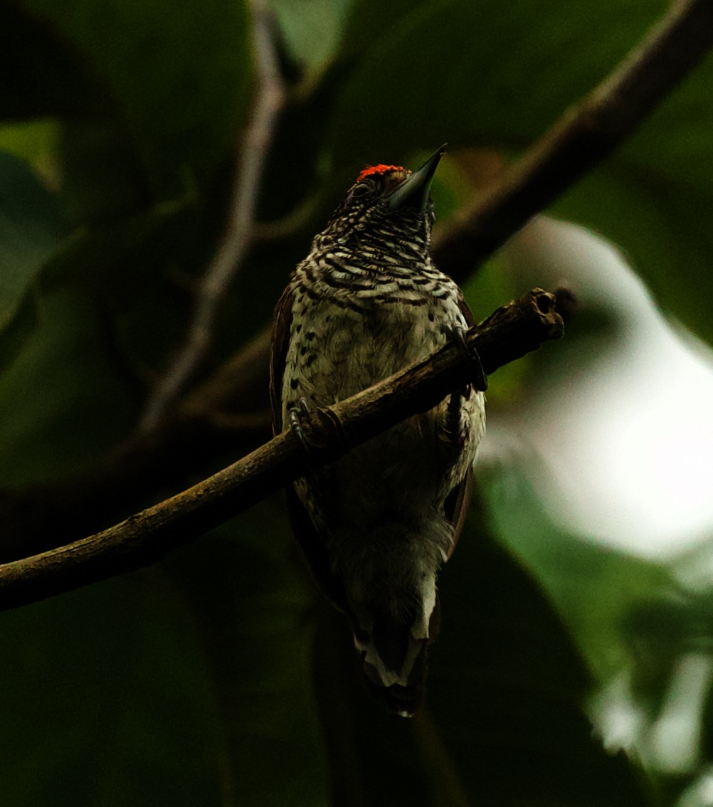 White-bellied Piculet - ML501774201