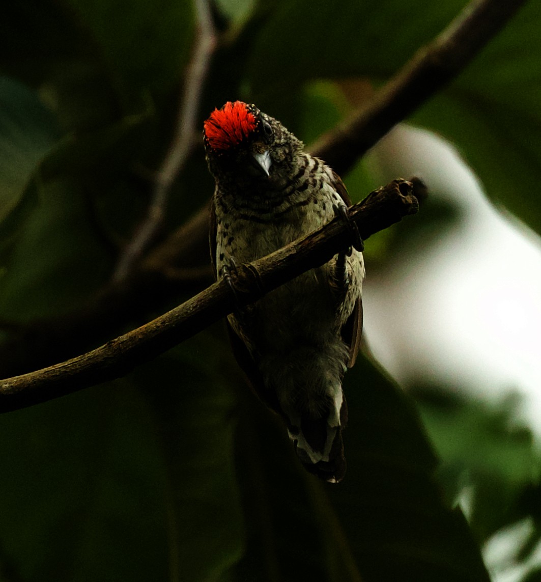 White-bellied Piculet - ML501774211