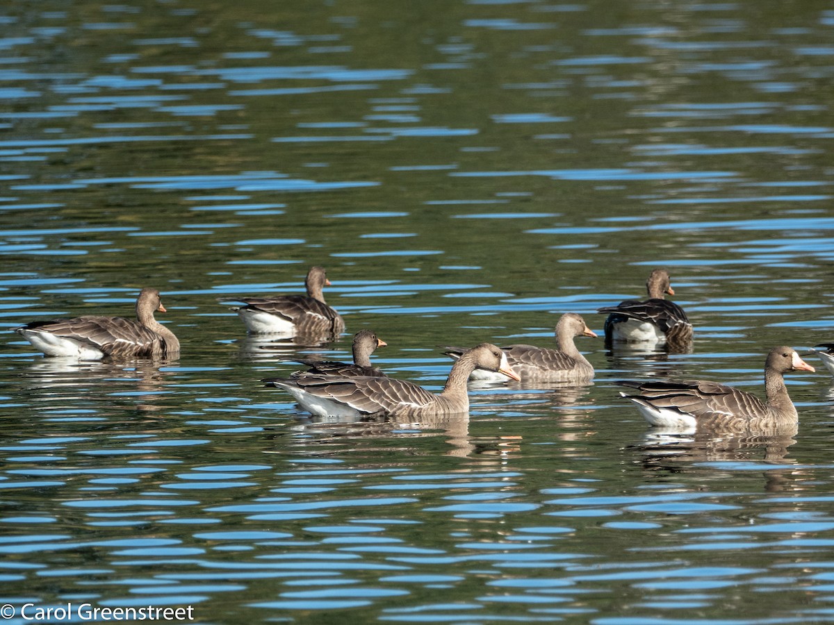 Greater White-fronted Goose - ML501775141