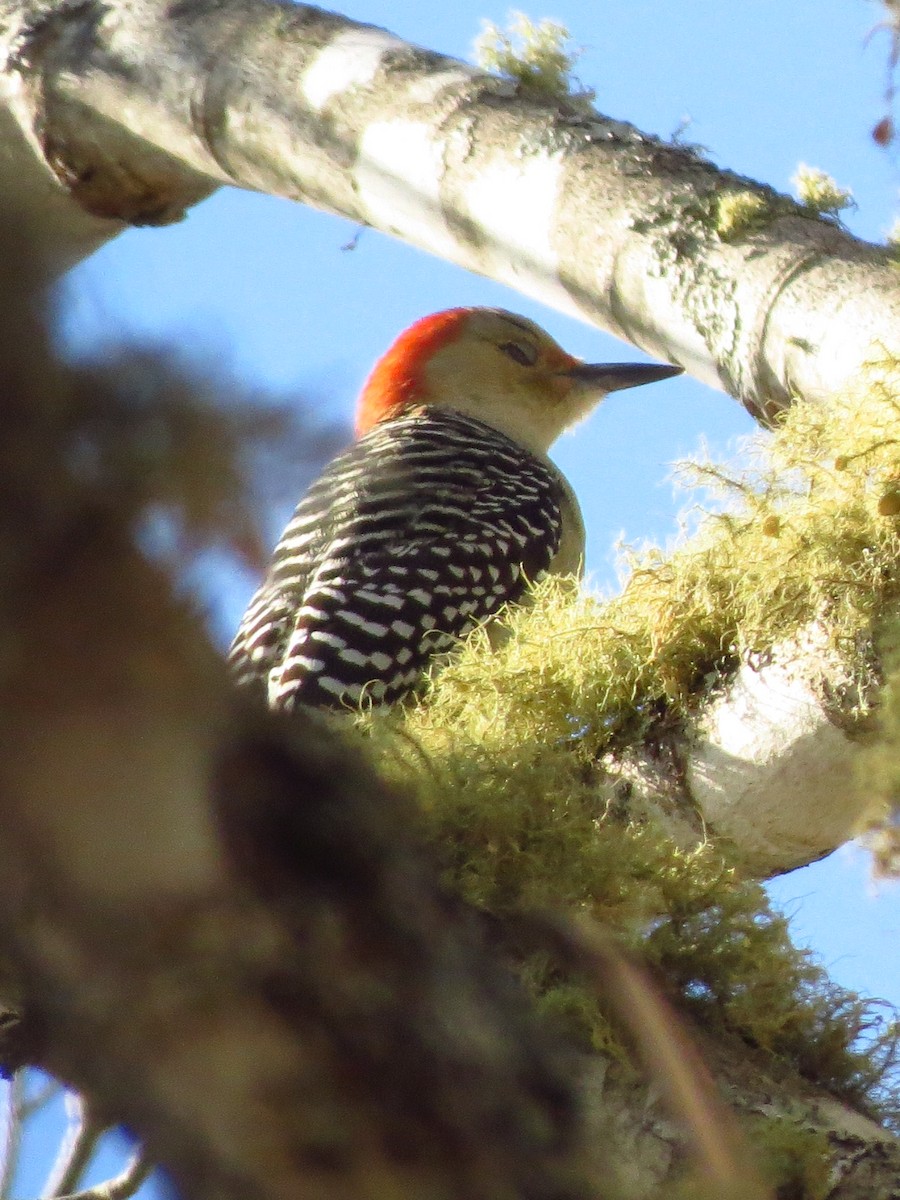 Red-bellied Woodpecker - Andy de Champlain