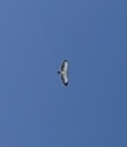 Short-tailed Hawk - Adit Nehra