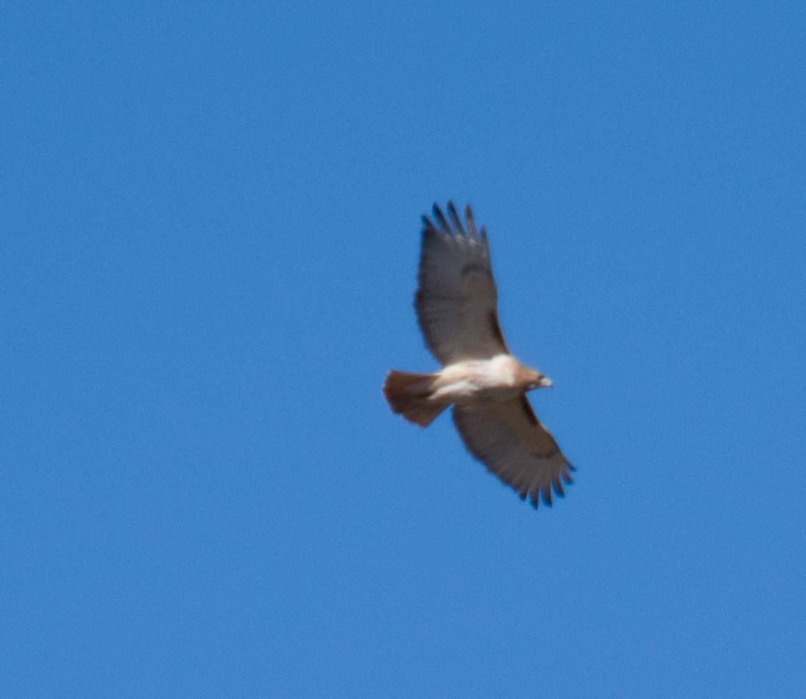 Red-tailed Hawk - ML50177971