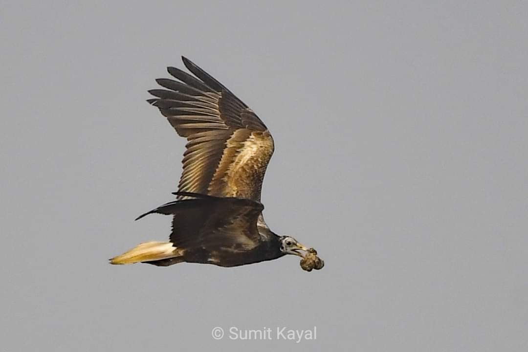 Egyptian Vulture - Sumit Kayal