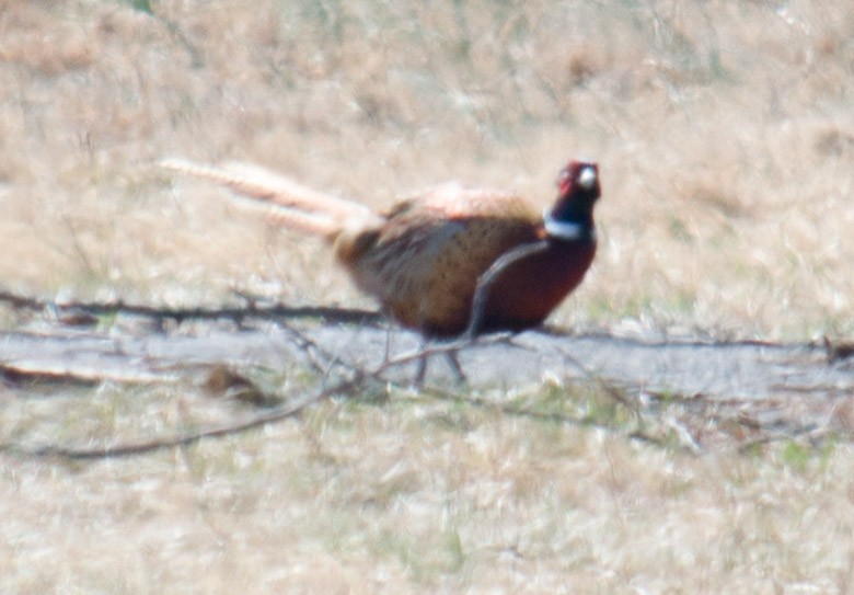 Ring-necked Pheasant - ML50178171