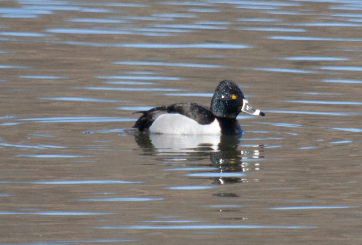Ring-necked Duck - ML50178241