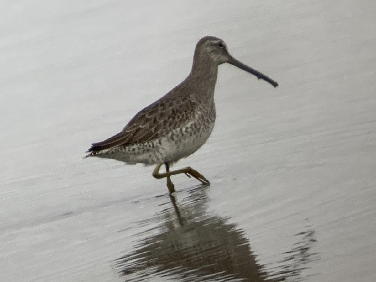 Long-billed Dowitcher - ML501785451